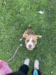 Found/Stray Male Dog last seen Near Tupelo Trail, Fort Worth, TX 76244