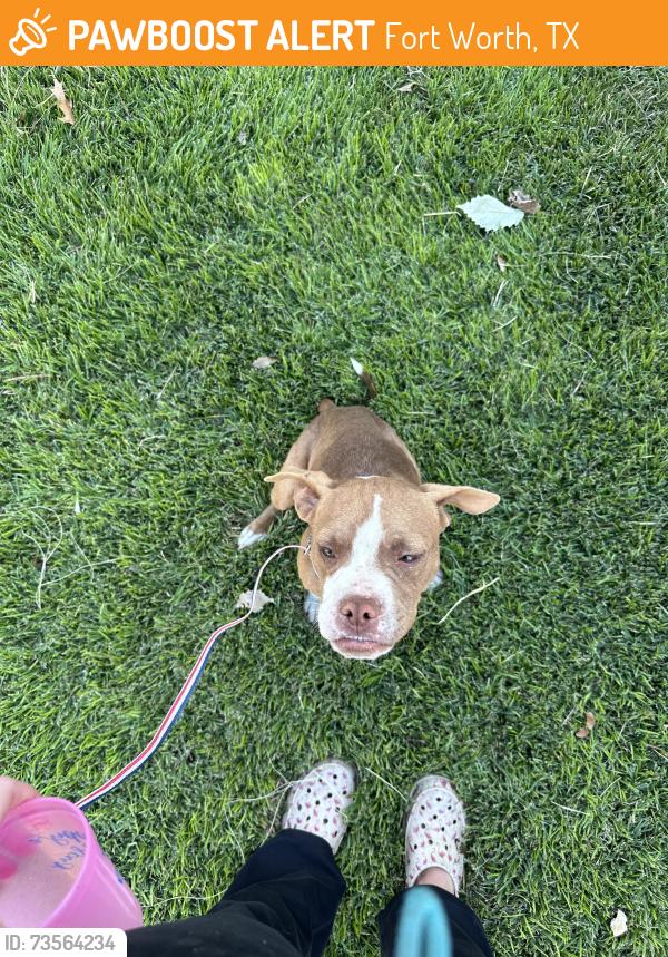 Found/Stray Male Dog last seen Near Tupelo Trail, Fort Worth, TX 76244
