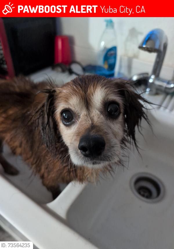 Lost Male Dog last seen Walton and Hwy 99, Yuba City, CA 95993