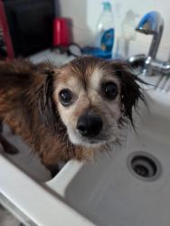 Lost Male Dog last seen Walton and Hwy 99, Yuba City, CA 95993