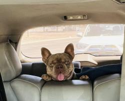 Reunited Male Dog last seen Carver, Modesto, CA 95355