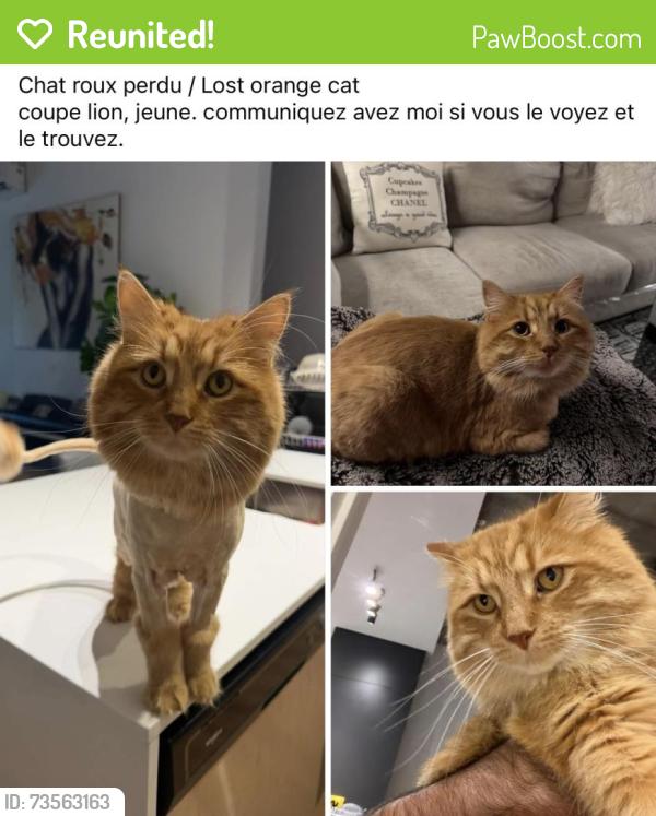 Reunited Male Cat last seen Mostra Newman, Montréal, QC 