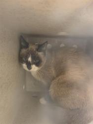 Shelter Stray Female Cat last seen Near BLOCK W 3500, 4522 W 3500 S, West Valley City, UT 84120, USA