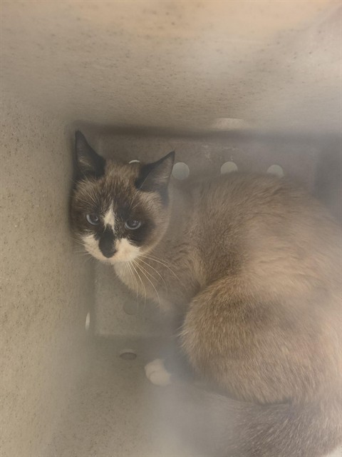 Shelter Stray Female Cat last seen Near BLOCK W 3500, 4522 W 3500 S, West Valley City, UT 84120, USA