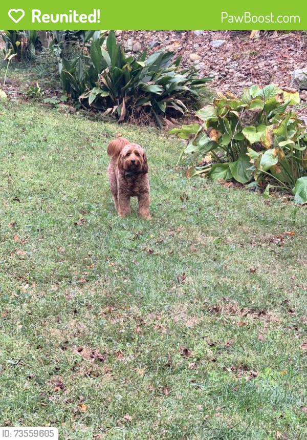 Reunited Male Dog last seen Bart Johnson rd, Buford, GA 30515