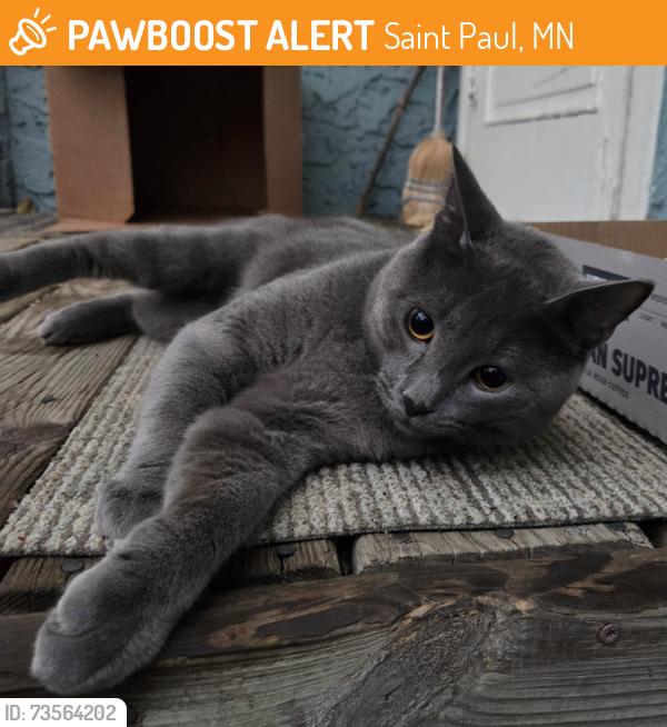 Found/Stray Male Cat last seen Bush Avenue and Johnson Parkway, Saint Paul, MN 55106