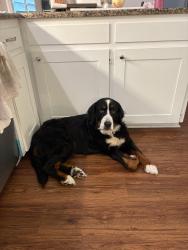 Lost Female Dog last seen Chapin & Cimmaron Trail, Fort Worth, TX 76116