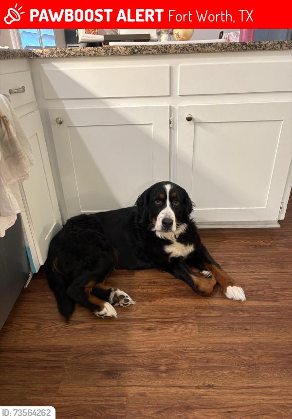 Lost Female Dog last seen Chapin & Cimmaron Trail, Fort Worth, TX 76116