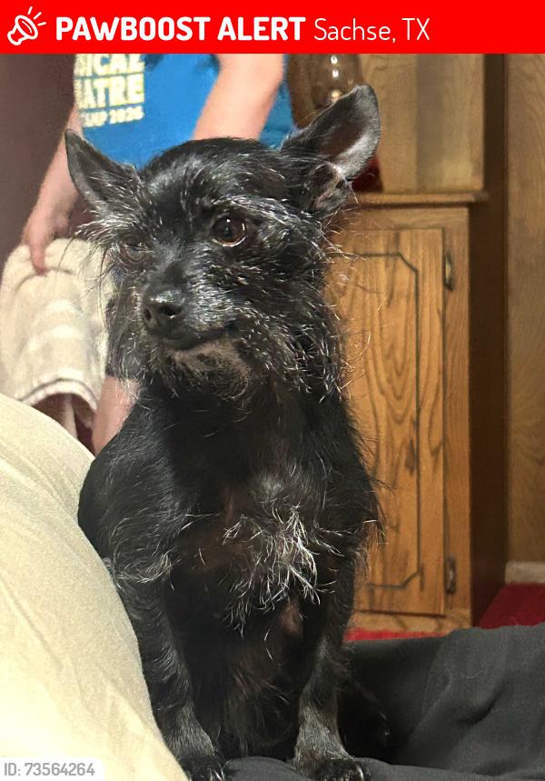 Lost Male Dog last seen Holly Hills Ln and Creek Crossing, Sachse, TX 75048