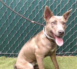 Shelter Stray Female Dog last seen , 11258 Garfield Ave, Downey, CA 90242, USA