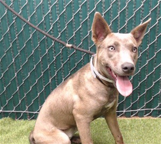Shelter Stray Female Dog last seen , 11258 Garfield Ave, Downey, CA 90242, USA