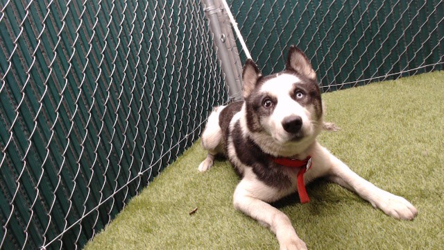 Shelter Stray Male Dog last seen , 11258 Garfield Ave, Downey, CA 90242, USA