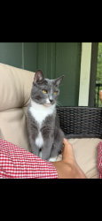 Reunited Male Cat last seen Near S Hubbards Ln, St Matthews, KY 40207, USA, Saint Matthews, KY 40207