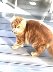 Reunited Male Cat last seen 23rd & Ontario, Vancouver, BC V5Y 2G8