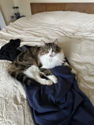 Reunited Male Cat last seen Grandview Rd and Dahlberg Rd, Ferndale, WA 98248