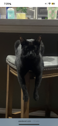 Lost Female Cat last seen arce rojo st, Channelview, TX 77530