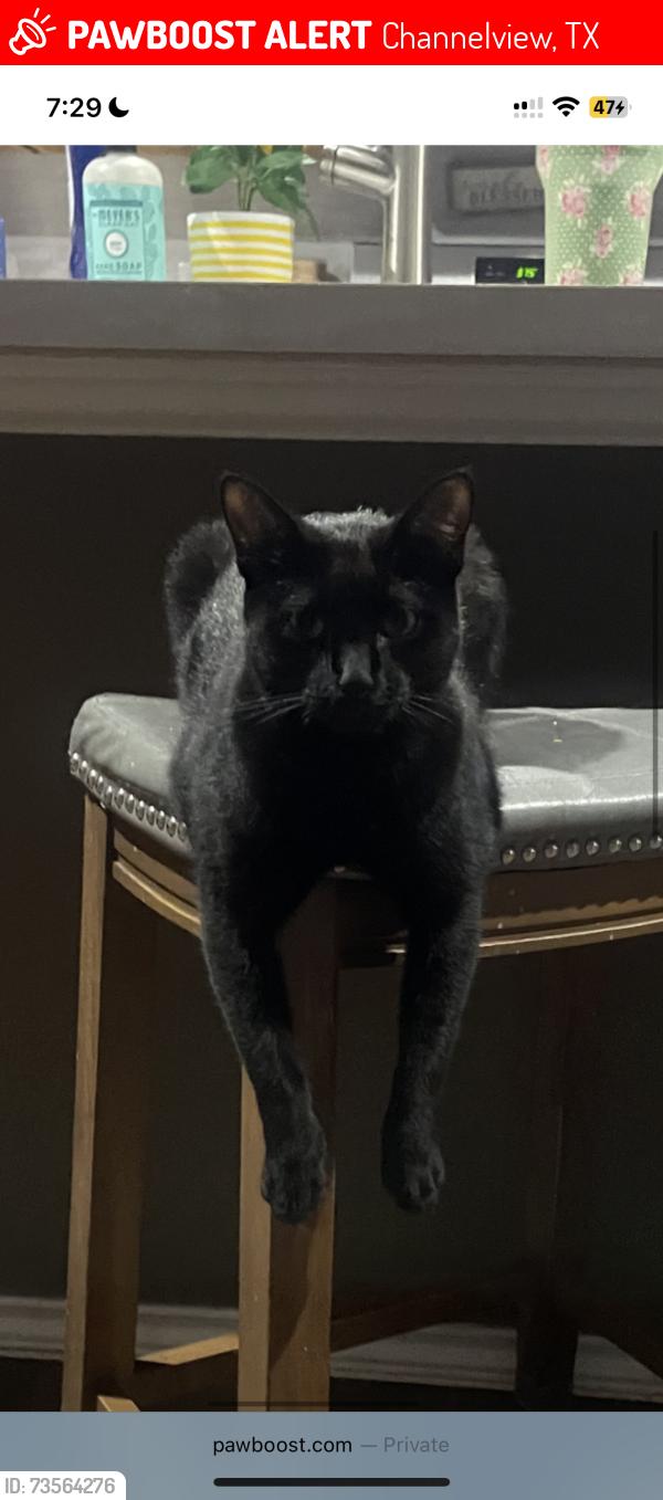 Lost Female Cat last seen arce rojo st, Channelview, TX 77530