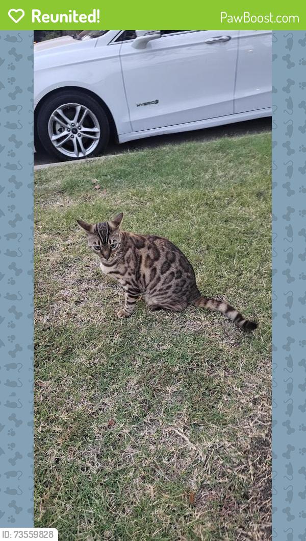 Reunited Unknown Cat last seen Comstock Dr and 4300 Turnberry CT, Plano, 75024, Plano, TX 75024