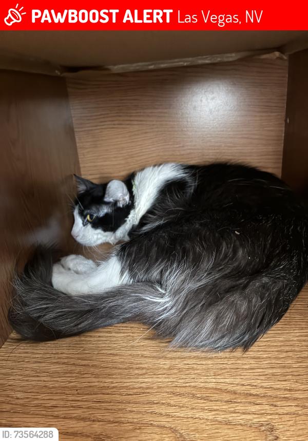 Lost Male Cat last seen Boulder & Indios, Las Vegas, NV 89121