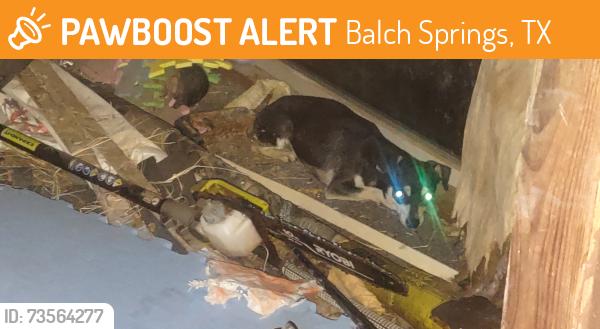 Found/Stray Unknown Dog last seen Peachtree road and Spence lane, Balch Springs, TX 75180