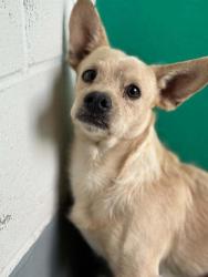 Shelter Stray Male Dog last seen Near BLOCK HWY 190, PORTERVILLE, CA, Visalia, CA 93292, USA