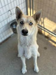 Shelter Stray Male Dog last seen Near BLOCK N D ST, PORTERVILLE, CA, Visalia, CA 93292, USA