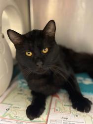 Shelter Stray Male Cat last seen Near BLOCK AVE 424, Visalia, CA 93292, USA