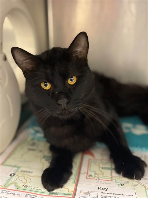 Shelter Stray Male Cat last seen Near BLOCK AVE 424, Visalia, CA 93292, USA