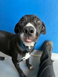 Shelter Stray Male Dog last seen SOUTH BOUND FREEWAY, Visalia, CA 93292, USA