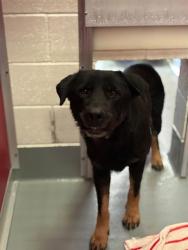 Shelter Stray Male Dog last seen Near BLOCK VE 416, Visalia, CA 93292, USA