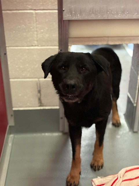Shelter Stray Male Dog last seen Near BLOCK VE 416, Visalia, CA 93292, USA