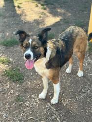 Shelter Stray Female Dog last seen Near BLOCK AVE 180, Visalia, CA 93292, USA
