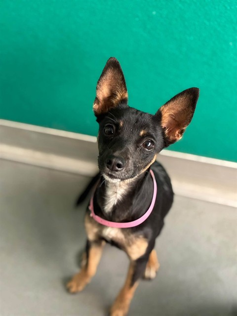 Shelter Stray Female Dog last seen Near BLOCK RD 96, Visalia, CA 93292, USA