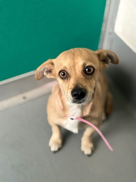Shelter Stray Female Dog last seen Near BLOCK ROAD 68, VISALIA, CA, Visalia, CA 93292, USA