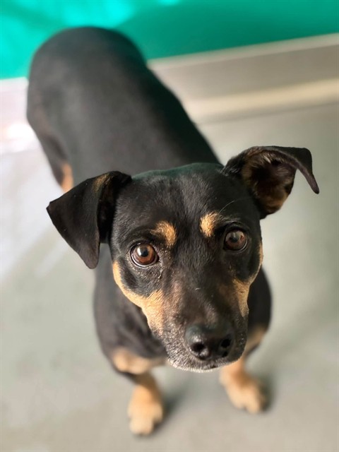 Shelter Stray Female Dog last seen Near BLOCK ROAD 224, LINDSAY, CA, Visalia, CA 93292, USA