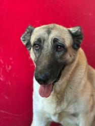 Shelter Stray Female Dog last seen Near BLOCK ROAD 68, VISALIA, CA, Visalia, CA 93292, USA