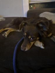 Reunited Female Dog last seen Last seen running through McKenna Park off of Bonnie Brea, Denton, TX 76201