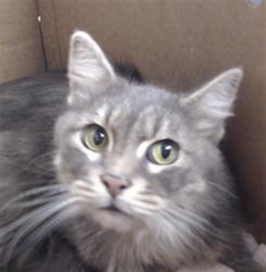 Shelter Stray Unknown Cat last seen Near BLOCK ELLIS X LARKIN, 1419 Bryant St, San Francisco, CA 94103, USA