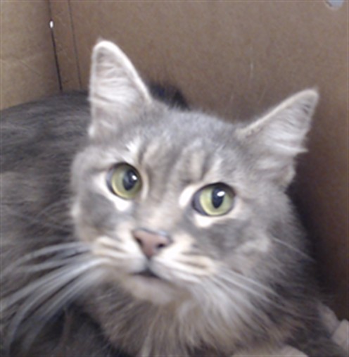 Shelter Stray Unknown Cat last seen Near BLOCK ELLIS X LARKIN, 1419 Bryant St, San Francisco, CA 94103, USA