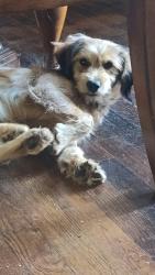 Reunited Male Dog last seen Near, Fort Worth, TX 76112