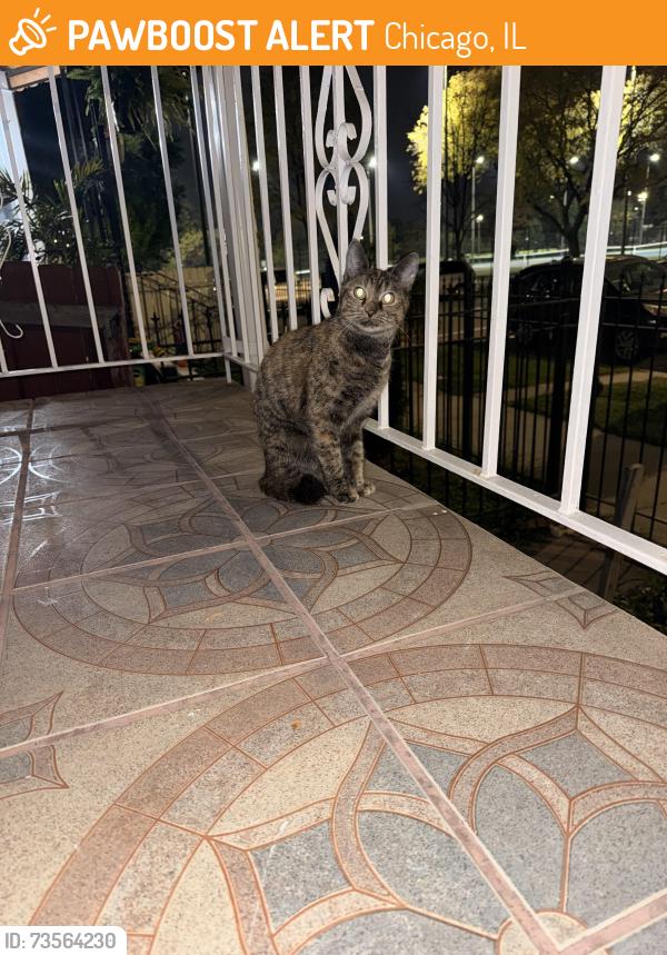 Found/Stray Female Cat last seen Moody & Wrightwood, Chicago, IL 60639