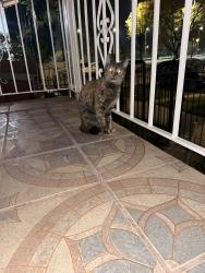 Found/Stray Female Cat last seen Moody & Wrightwood, Chicago, IL 60639