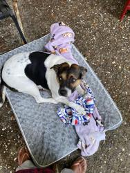 Reunited Female Dog last seen Mandela Parkway, Oakland, CA 94607