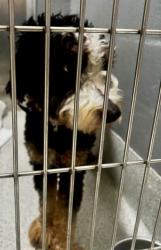 Shelter Stray Female Dog last seen GRAND ST BOAT RAMP, 1590 Fortmann Way, Alameda, CA 94501, USA