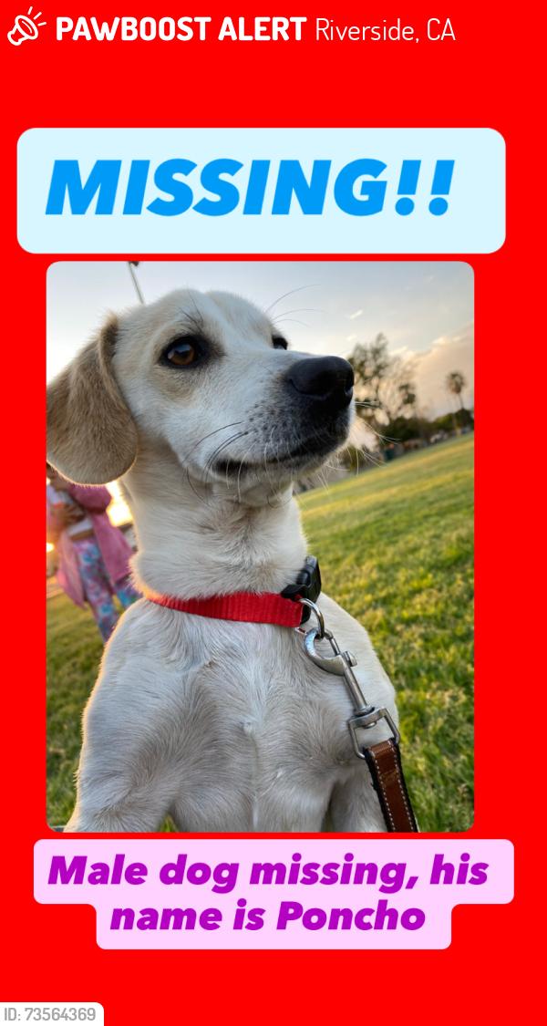 Lost Male Dog last seen Madison and Indiana, Riverside, CA 92506