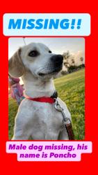 Lost Male Dog last seen Madison and Indiana, Riverside, CA 92506