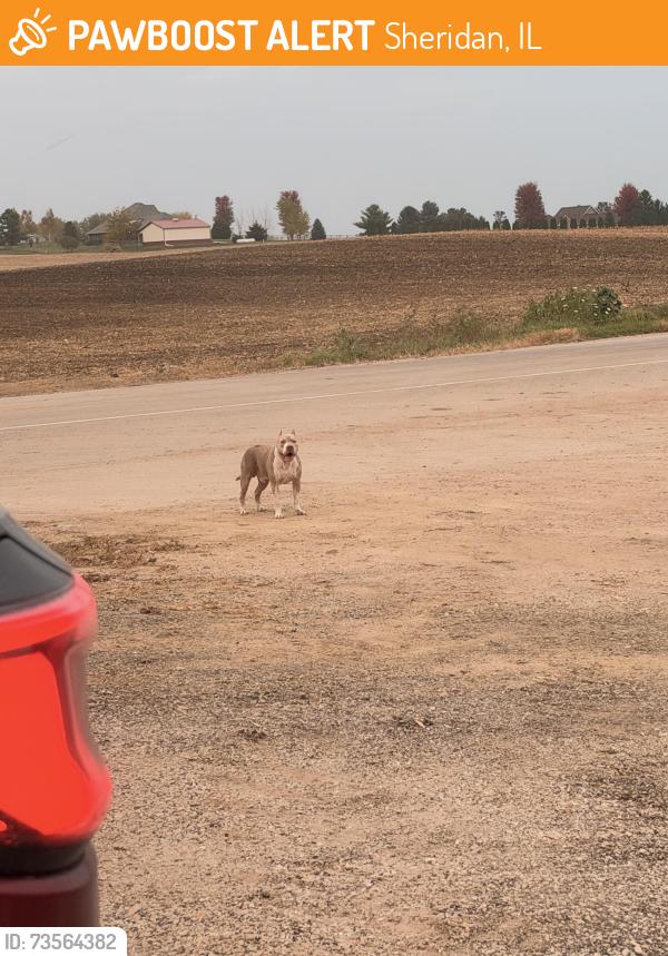 Found/Stray Male Dog last seen Compost Supply, Sheridan, IL 60551