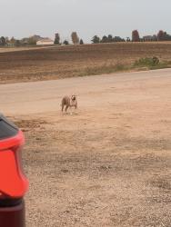 Found/Stray Male Dog last seen Compost Supply, Sheridan, IL 60551