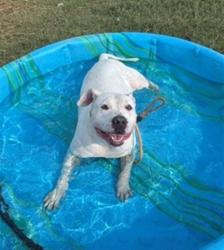 Shelter Stray Male Dog last seen Near BLOCK BANK ST, 3528 Newburg Rd, Louisville, KY 40218, USA