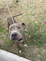 Shelter Stray Male Dog last seen Near BLOCK SW 37TH ST, OKLAHOMA CITY OK 73119, 2811 SE 29th St, Oklahoma City, OK 73129, USA